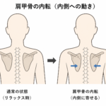 肩甲骨の内転